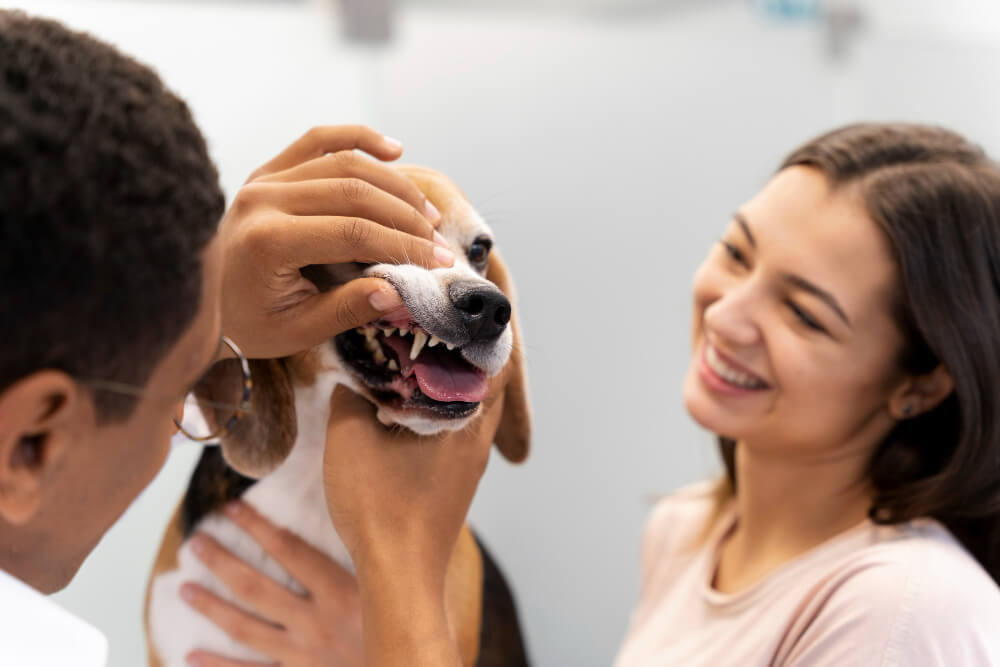 Trout Lake Animal Hospital and Urgent Care