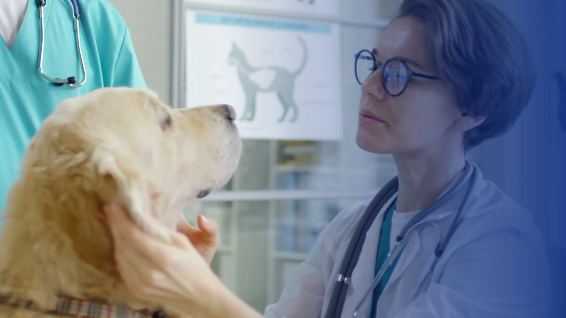 Trout Lake Animal Hospital and Urgent Care