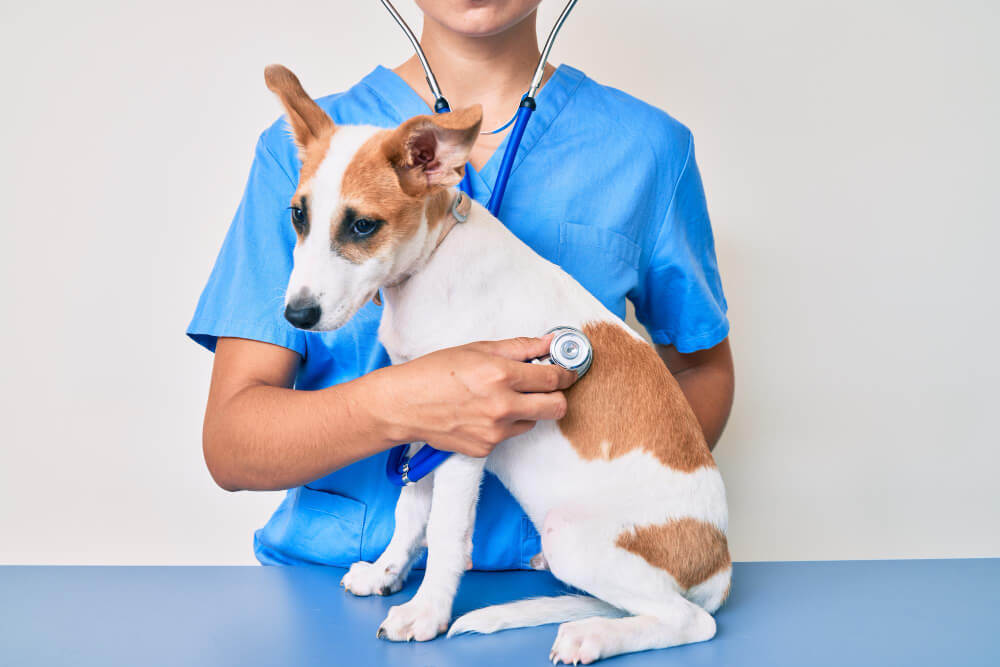 Trout Lake Animal Hospital and Urgent Care