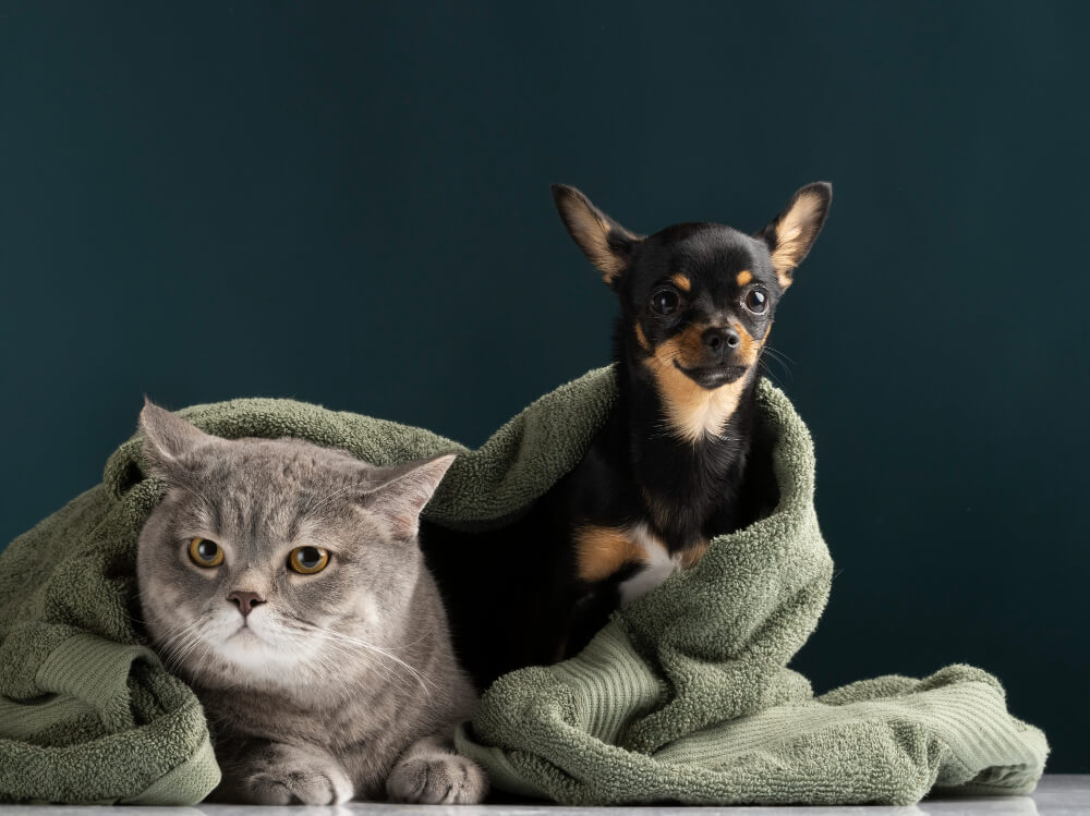 Trout Lake Animal Hospital and Urgent Care