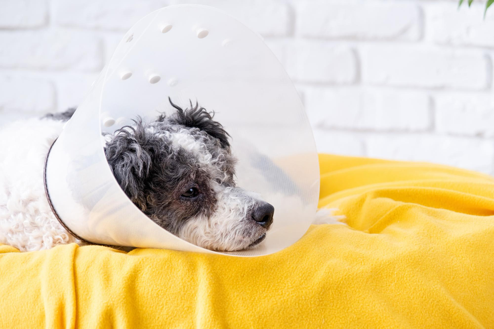 Trout Lake Animal Hospital and Urgent Care