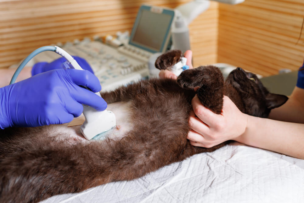 Trout Lake Animal Hospital and Urgent Care
