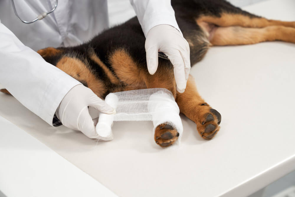 Trout Lake Animal Hospital and Urgent Care