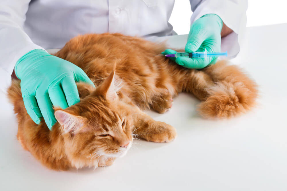 Trout Lake Animal Hospital and Urgent Care